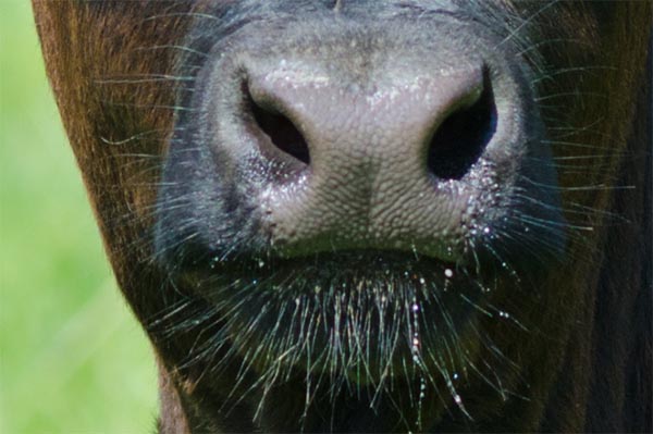 Scientific United States of America want to recognize cows by nose prints