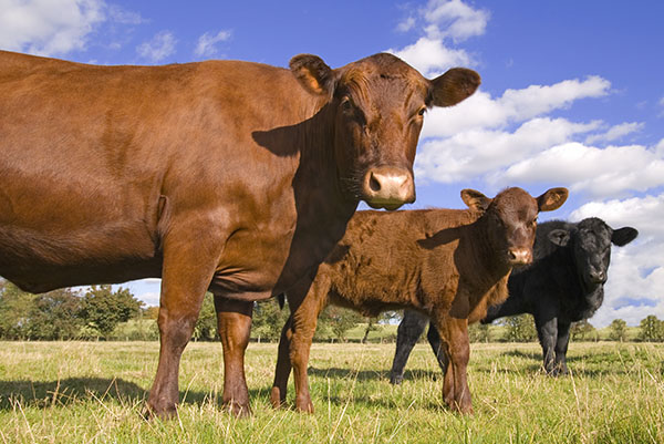 Ukraine has increased the export of live cattle