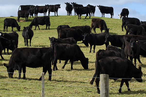 Darling Ingredients expands Nebraska cattle processing plant