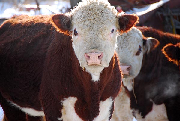 The number of beef cattle has been declining for ten years in Russia